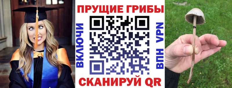 купить KRAKEN как зайти Псилоцибиновые грибы Psilocybine cubensis Чадан